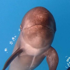 Pseudo Orcas And Humpback 1 - 31 - 2022 - Drake Bay, Costa Rica