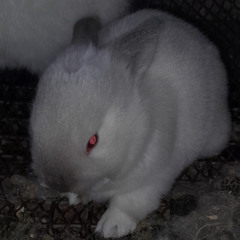 rari parti (prod. mozimoto)