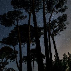 Rêveries littorales