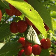 Draussen da wachsen blau´Beeren (Schweden)