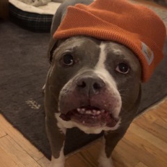 Freddy Cheddy new new