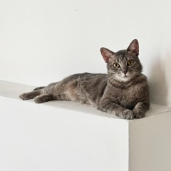 I'd love to play at Wakaan Mix 1