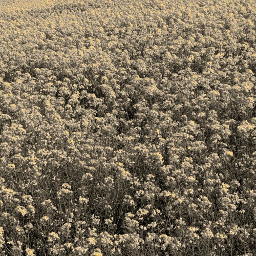 canola