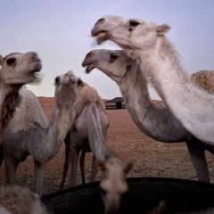 ‎⁨حظي تردى ياليت الحظ يتبـدل “⁩