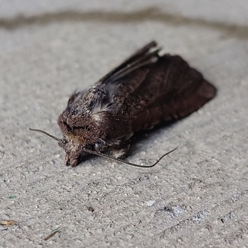 Not Perfect (prod. KeeprWeakr)