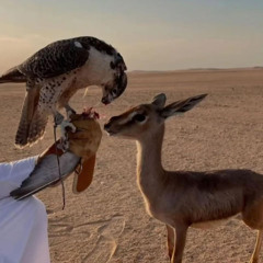 تلتفت لي بالغلا لفتة ظبي
