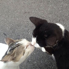 mille paesi ft. icaroh prod. p3nguin