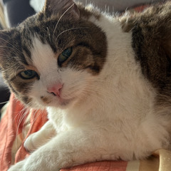 Neoperreo (Schranz-Version)