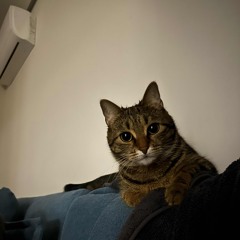 VONAMOUR - Кошка [muzlider.net]