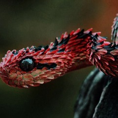 red Viper