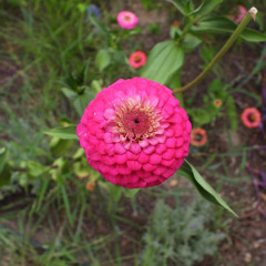 Snake Cancels Through a Casket