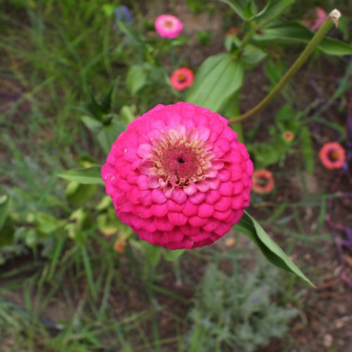 Snake Cancels Through a Casket