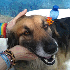 Roxy (Siempre a tu Lado)