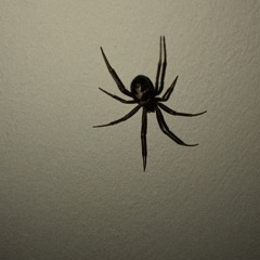 walls n spiders