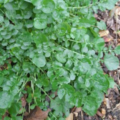 LAND CRESS