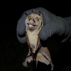 WitchingHour