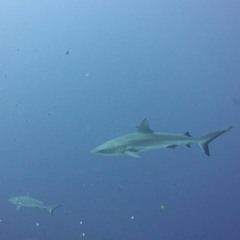 Palau - Sharks