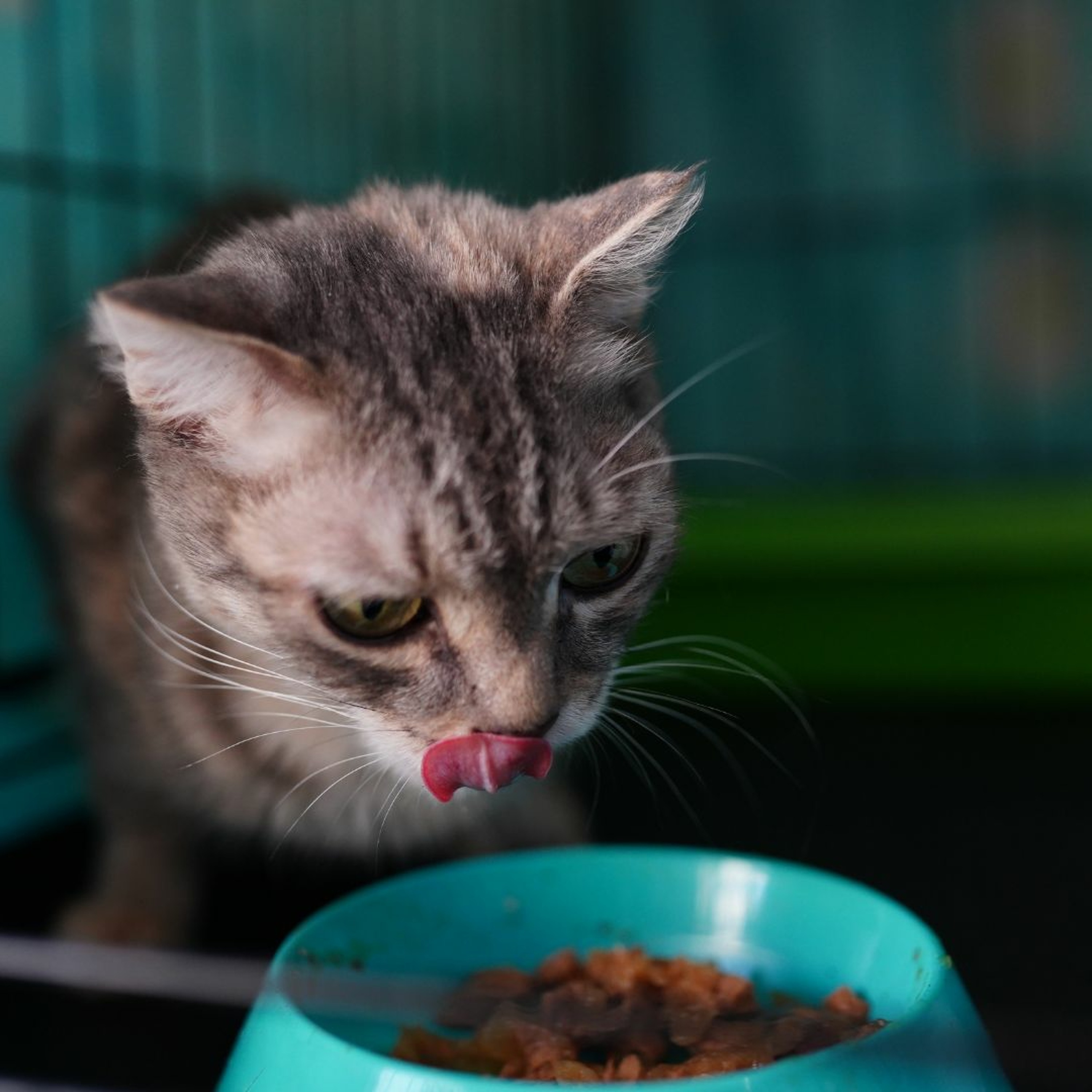 Food Quality and Consistency: The Key To Success in Shelter Pets episode artwork