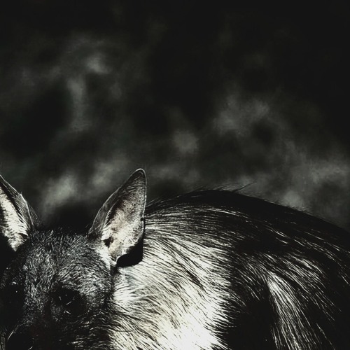 Annbb - I Wish I Was A Mole in The Ground Remix