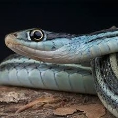 Hot Snakes