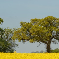 The Wildwood Song