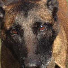 Molded Broken Humans