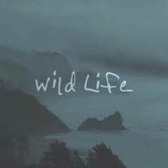 Wild Life (One Republic) cover