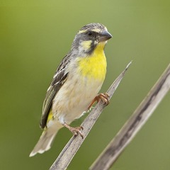 Canary Bird - اقوى تغريد كناري للتسميع و تهييج الانات للتزاوج صوت رقم 9
