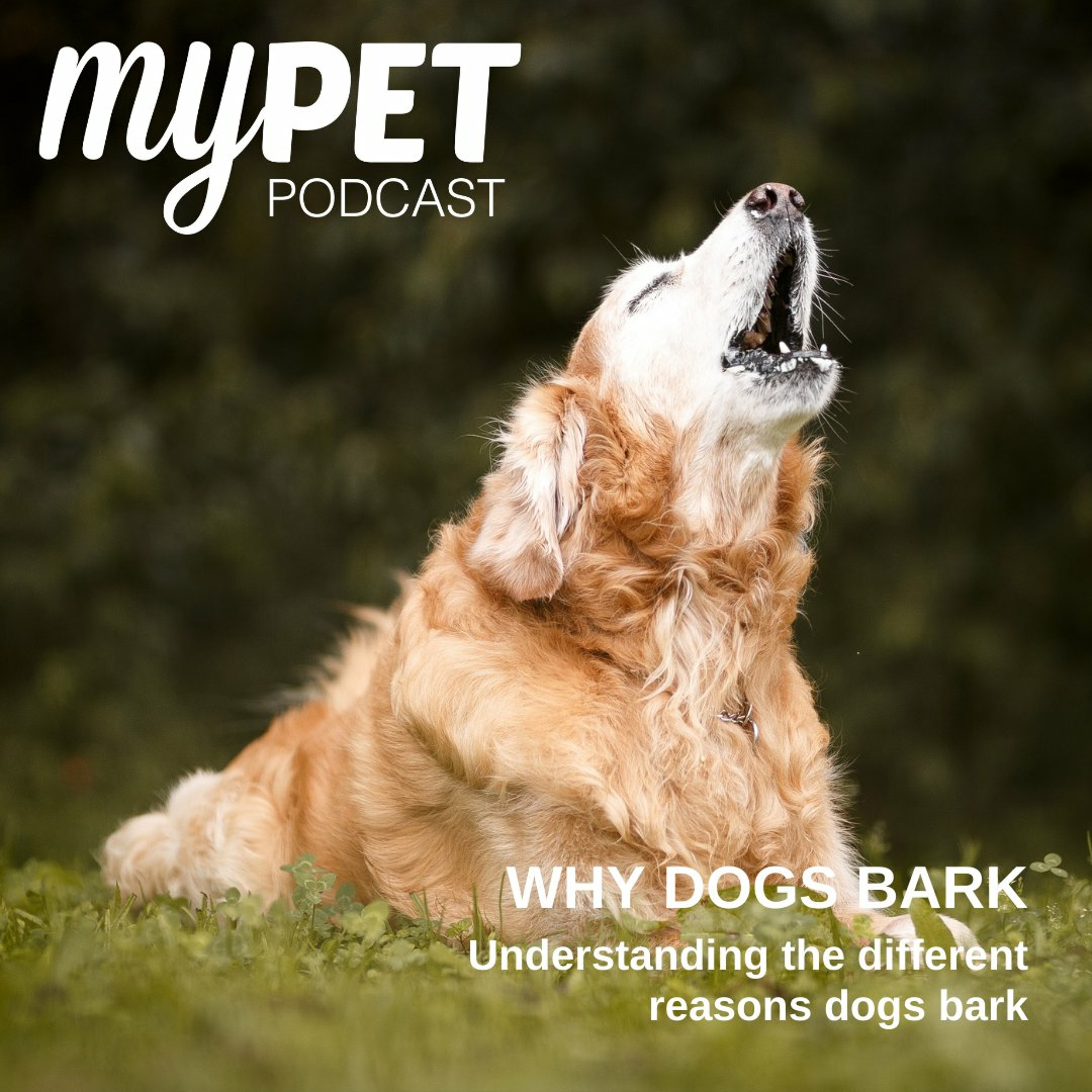 Why Dogs Bark; Understanding the different reasons dogs bark episode artwork