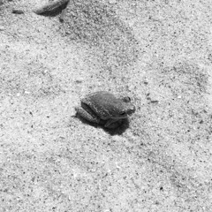 frog on a beach