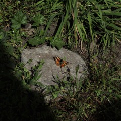 los jardines de caronte (ensayo foflins)