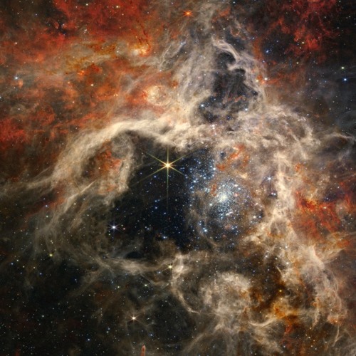 2023-12-29 jungle mix