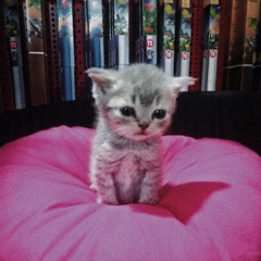 котёнок2021