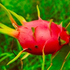 Language Ft Alonda Rich