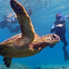 Best Where To Snorkel In Waikiki Prices Reviews