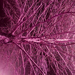 Treebert's Grand Day (153.999 bpm)