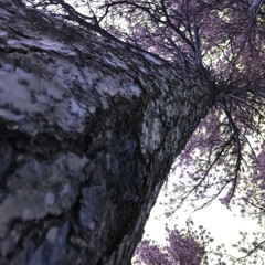 Deciduous