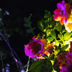 Rosier nocturne #2