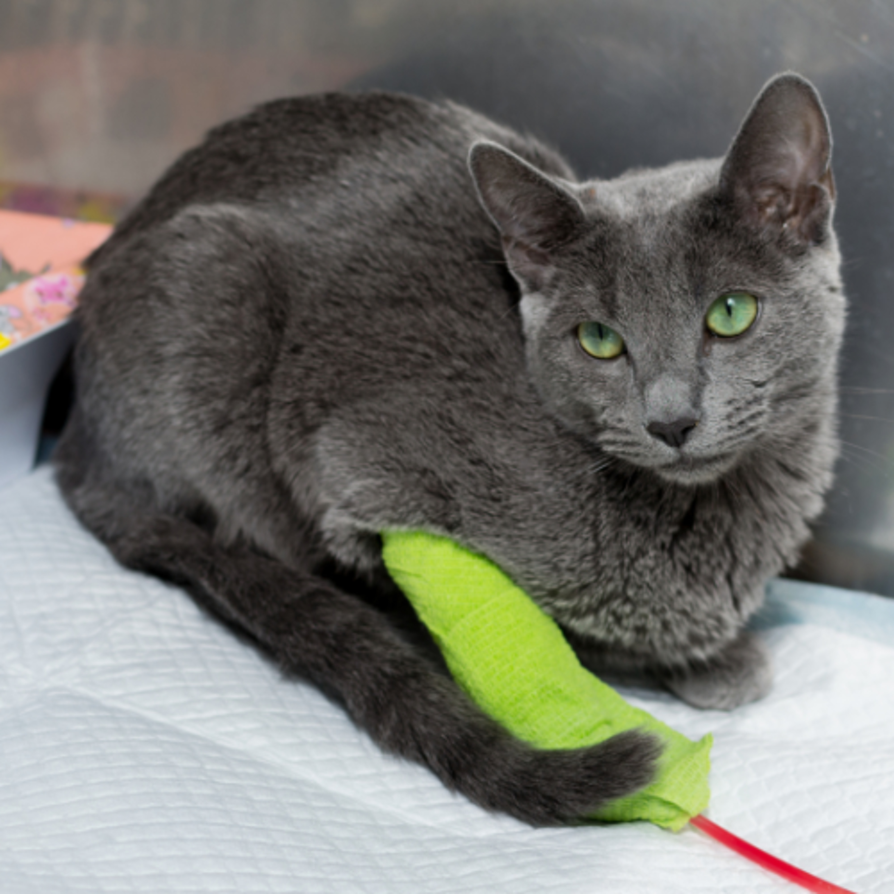 Transfusion Tips – Creating a Plan for When Patients Need Blood Products Transfusion Tips – Creating a Plan for When Patients Need Blood Products