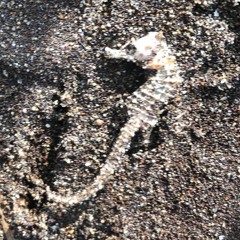 Beast Mode - Hensteeth Music