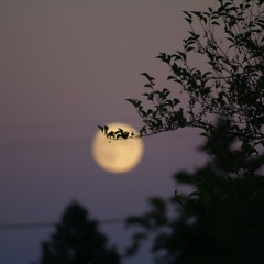 I Am Moonlight