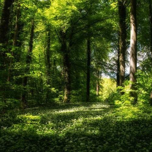 كفر calm background music FREE DOWNLOAD