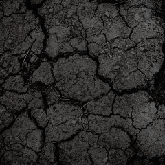 MUDDY JAYS (with KUDI)