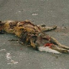 roadkill (prod. @leonardonarco)