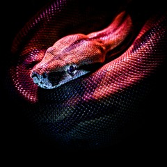 Snakebite - BEAT4SALE