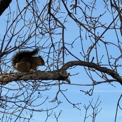 Igor of the Woods (Wishes and What Happens mini idea)