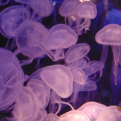 phép màu - nhangoclinhan