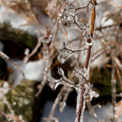 Refugee King (cover)