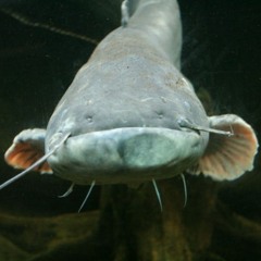 Fisk i Mosen