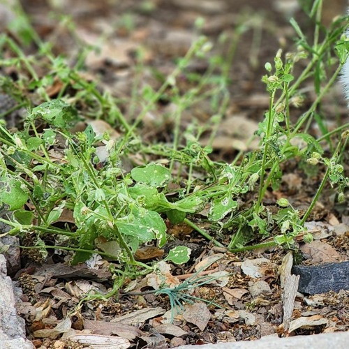 تیمور نمازی - هه م دیسان ته‌مه‌ن